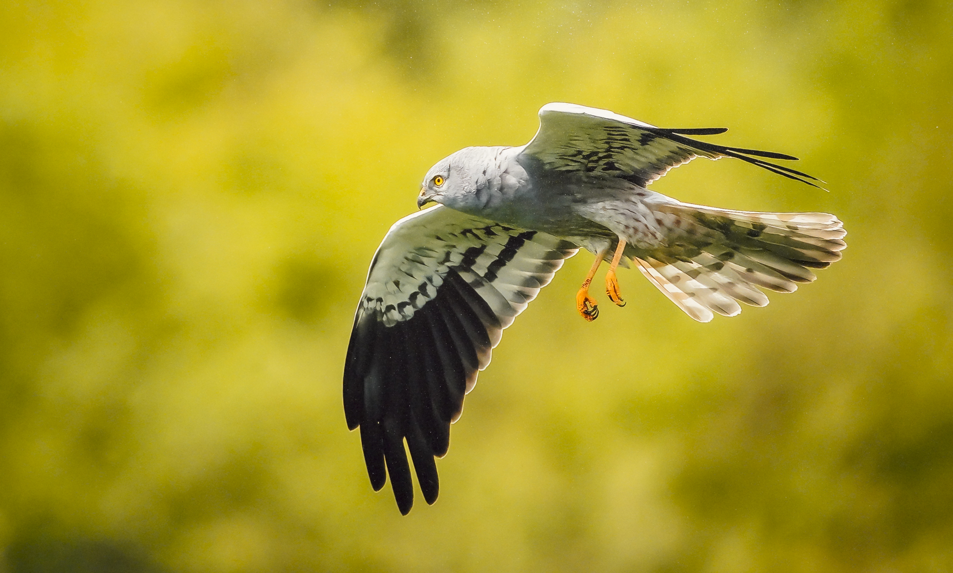 El aguilucho, uno de los grandes depredadores de los topillos.