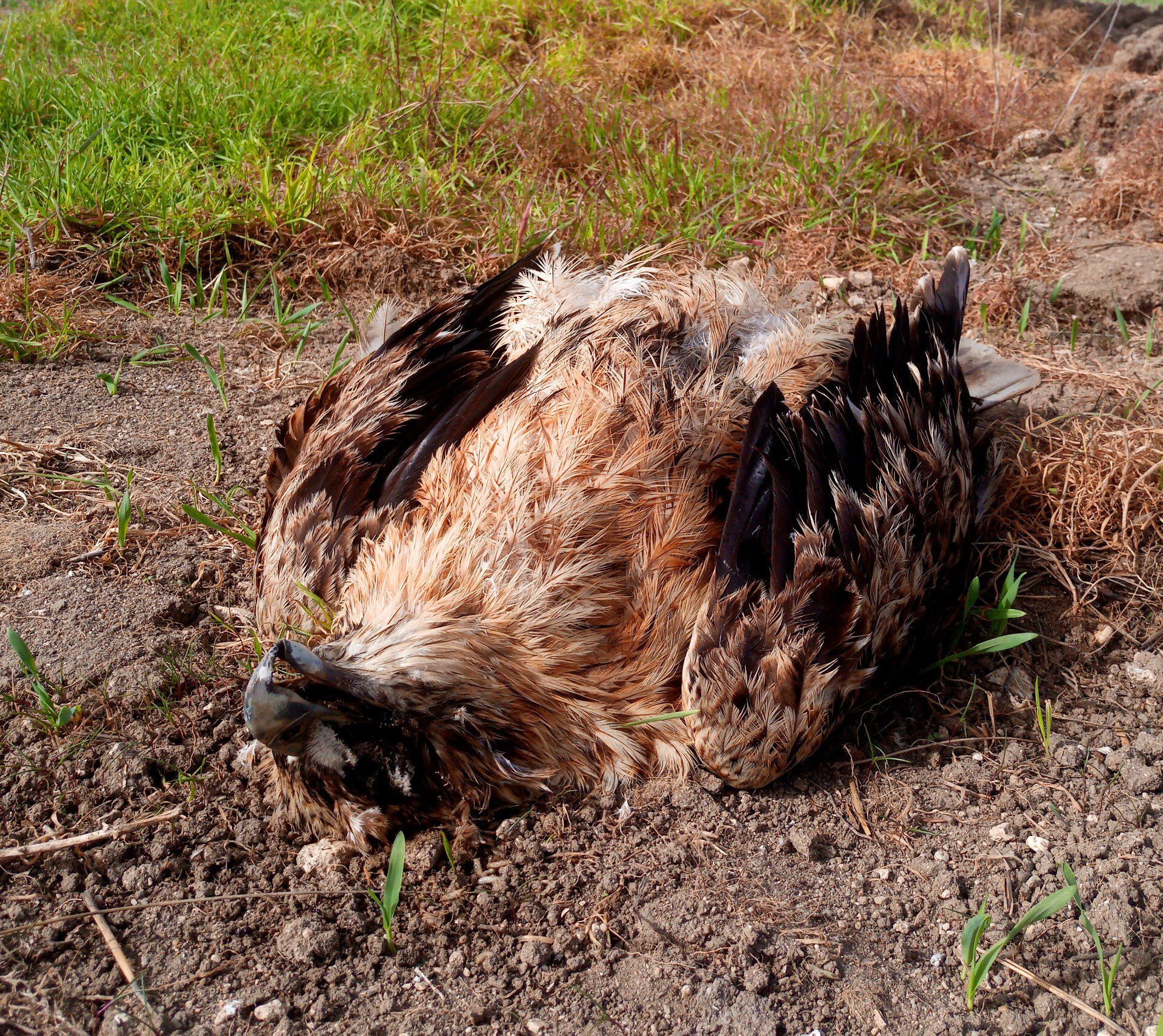 LA CAMPINA e1716312567855