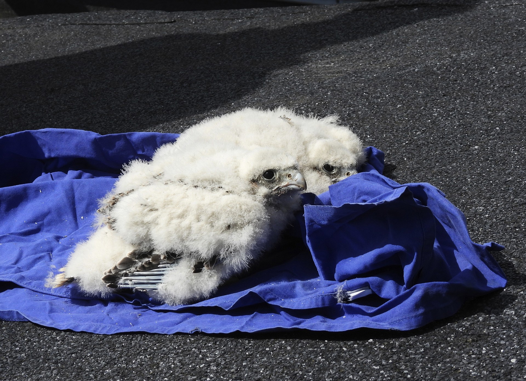 La pareja de halcón peregrino Brisa y Viento, que ha anidado en Zamora, será la primera de España que la hembra tiene radio marcaje con GPS