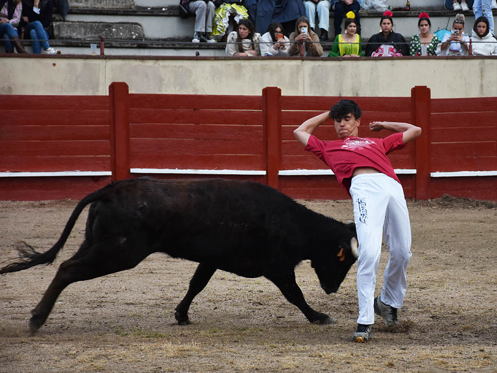 Exhibición de corte, con una vaca en Valsaín. / A.M.