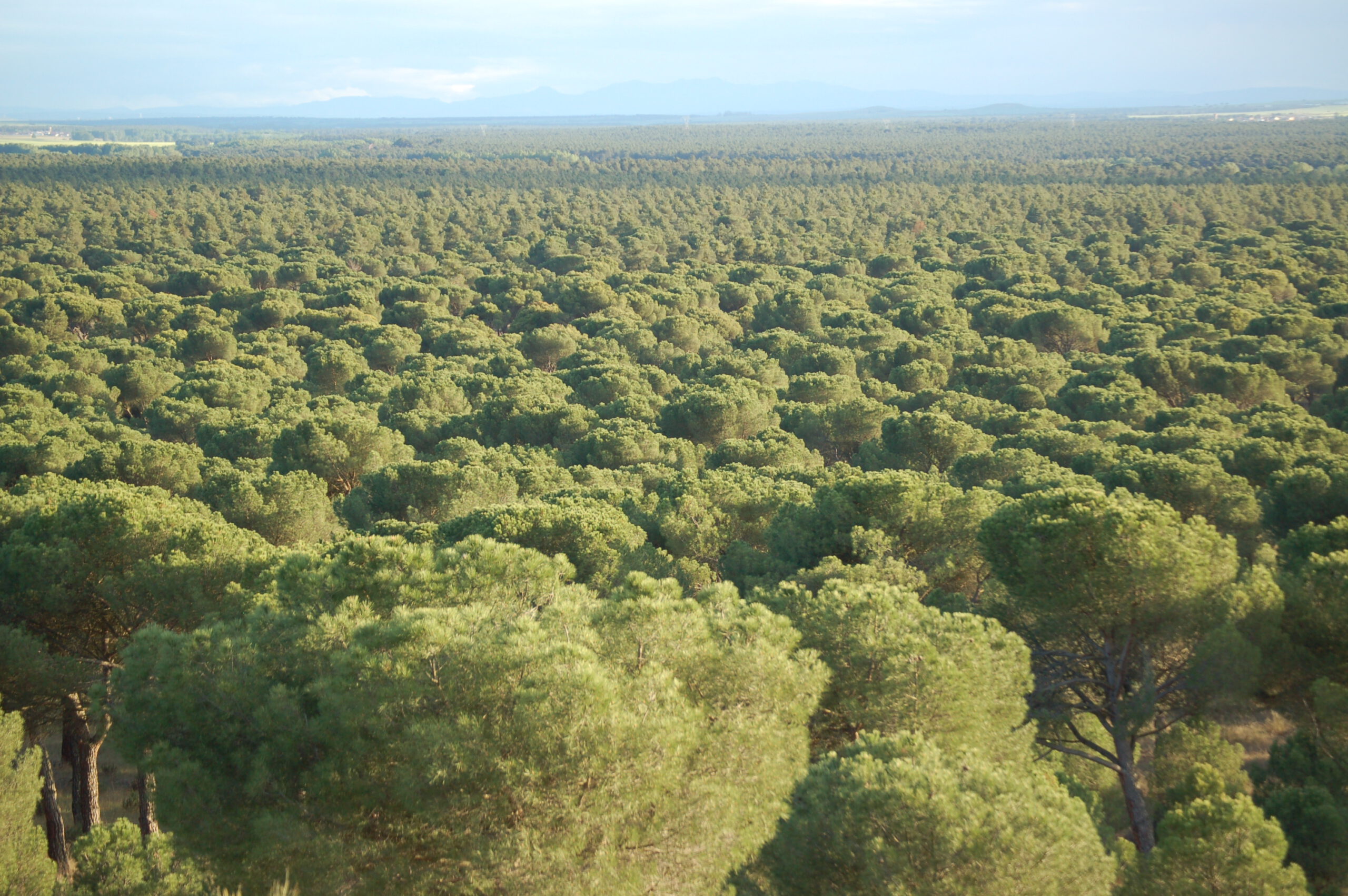 Vista del mar de pinares desde la zona de Mesalta de Nava de la Asunción / Foto A Marugán