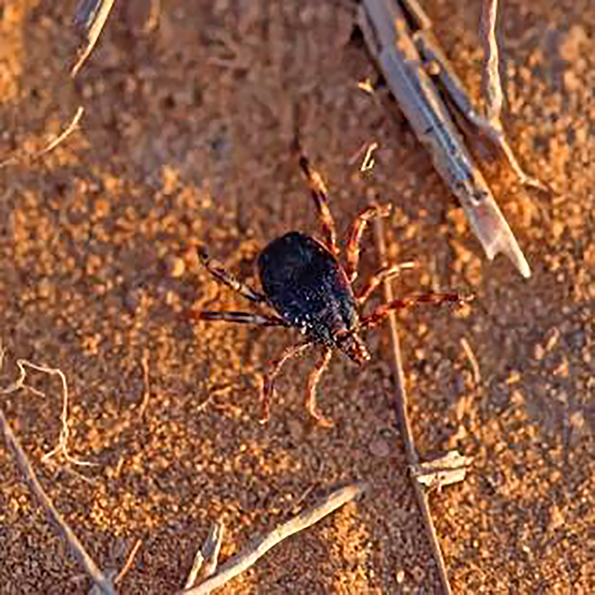 Close up Hyalomma tick from Ixodidae family walking on sand