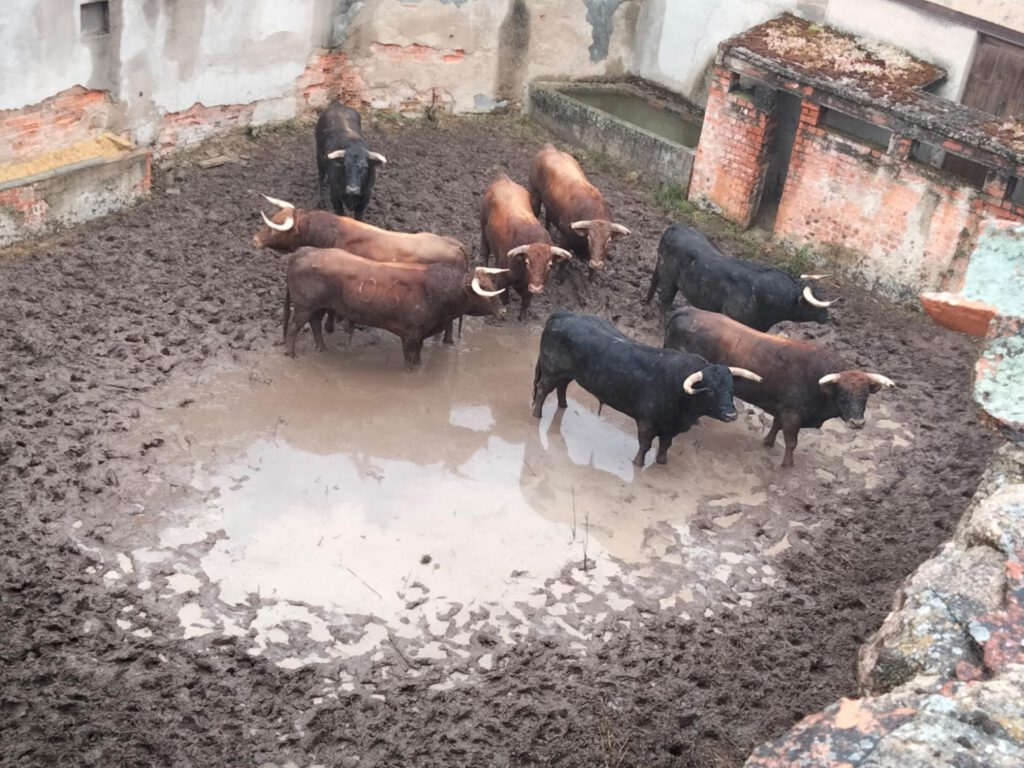 Los toros de la ganadería de El Pilar no pudieron ser lidiados.