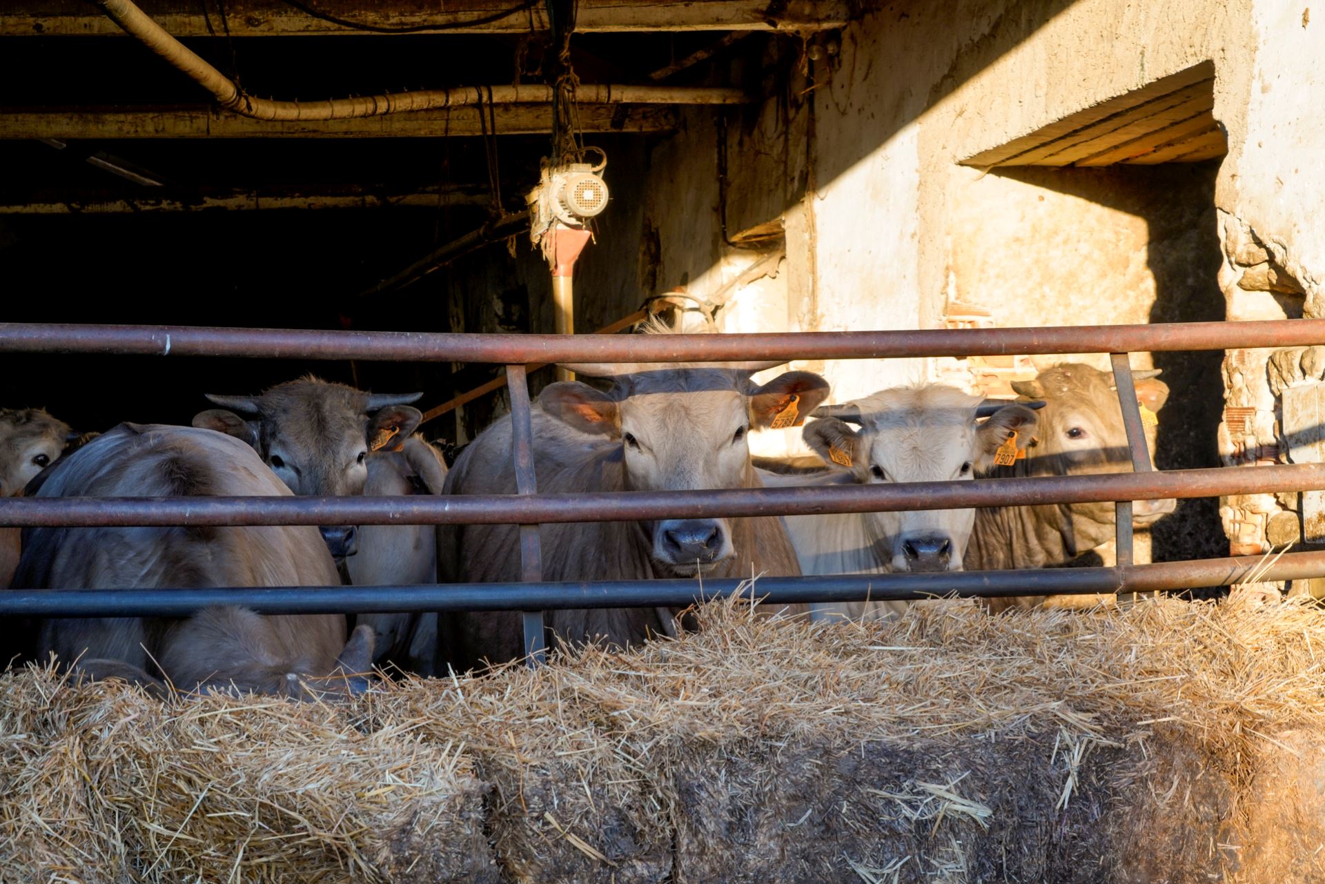 La EHE afecta principalmente, al ganado vacuno. (Fotografía Miguel Angel Fernández)