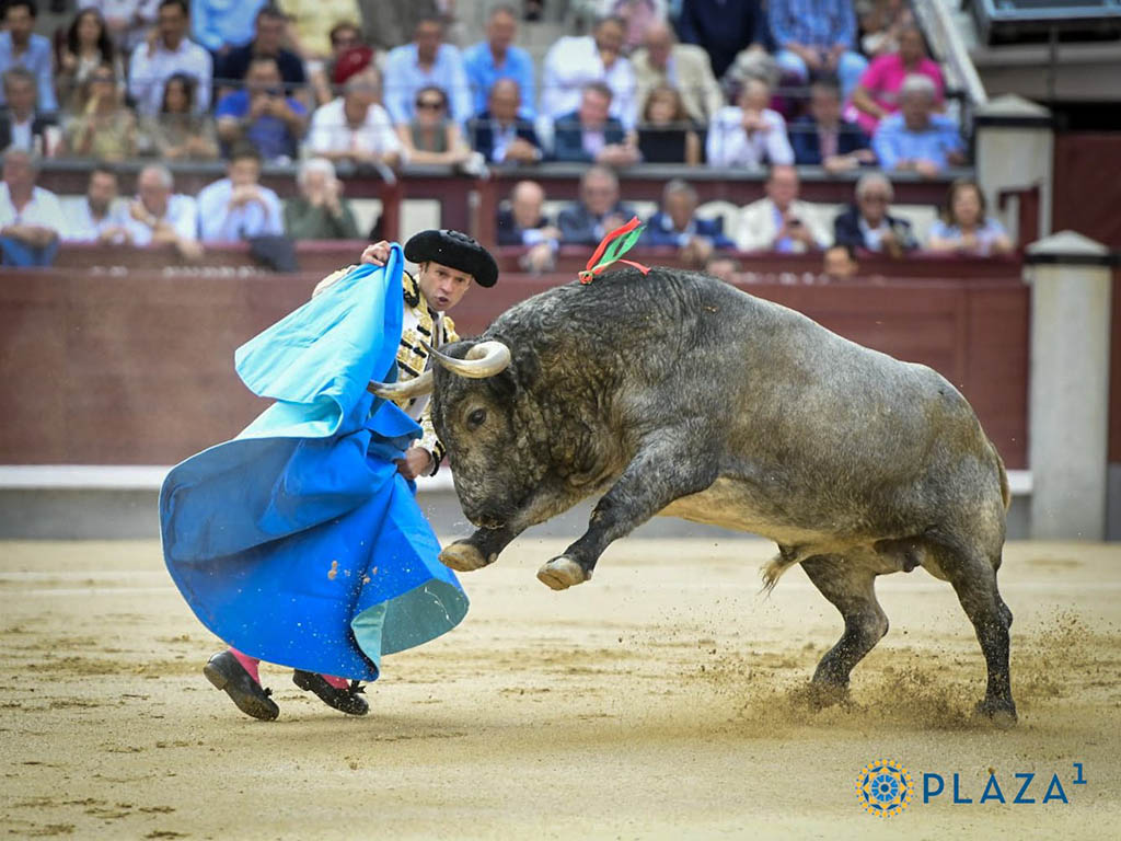 Antonio FerreraRecibo capotero de Antonio Ferrera al primer toro de Adolfo Martín. / PLAZA 1 Recibo capotero de Antonio Ferrera al primer toro de Adolfo Martín. / PLAZA 1