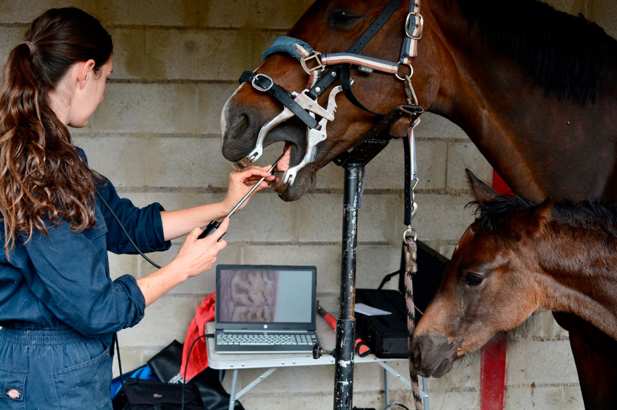 Lucía de Cárdenas visualizando diente a diente con un oroscopio.