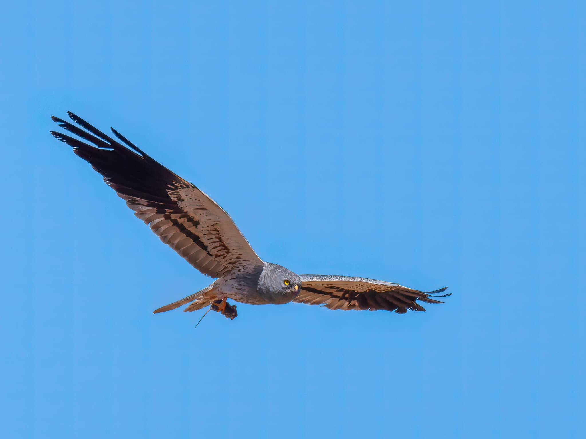 Un aguilucho cenizo macho lleva un ratón entre las garras (Foto: Jorge Remacha).