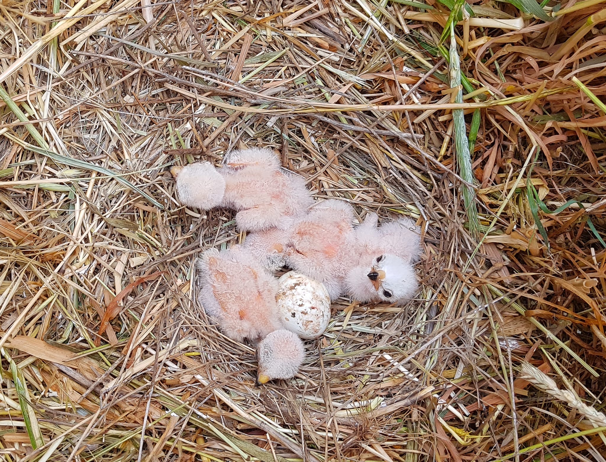 Nido con tres pollos recién nacidos y un huevo sin eclosionar aún (Foto: Jorge Remacha). Nido con tres pollos recién nacidos y un huevo sin eclosionar aún (Foto: Jorge Remacha).