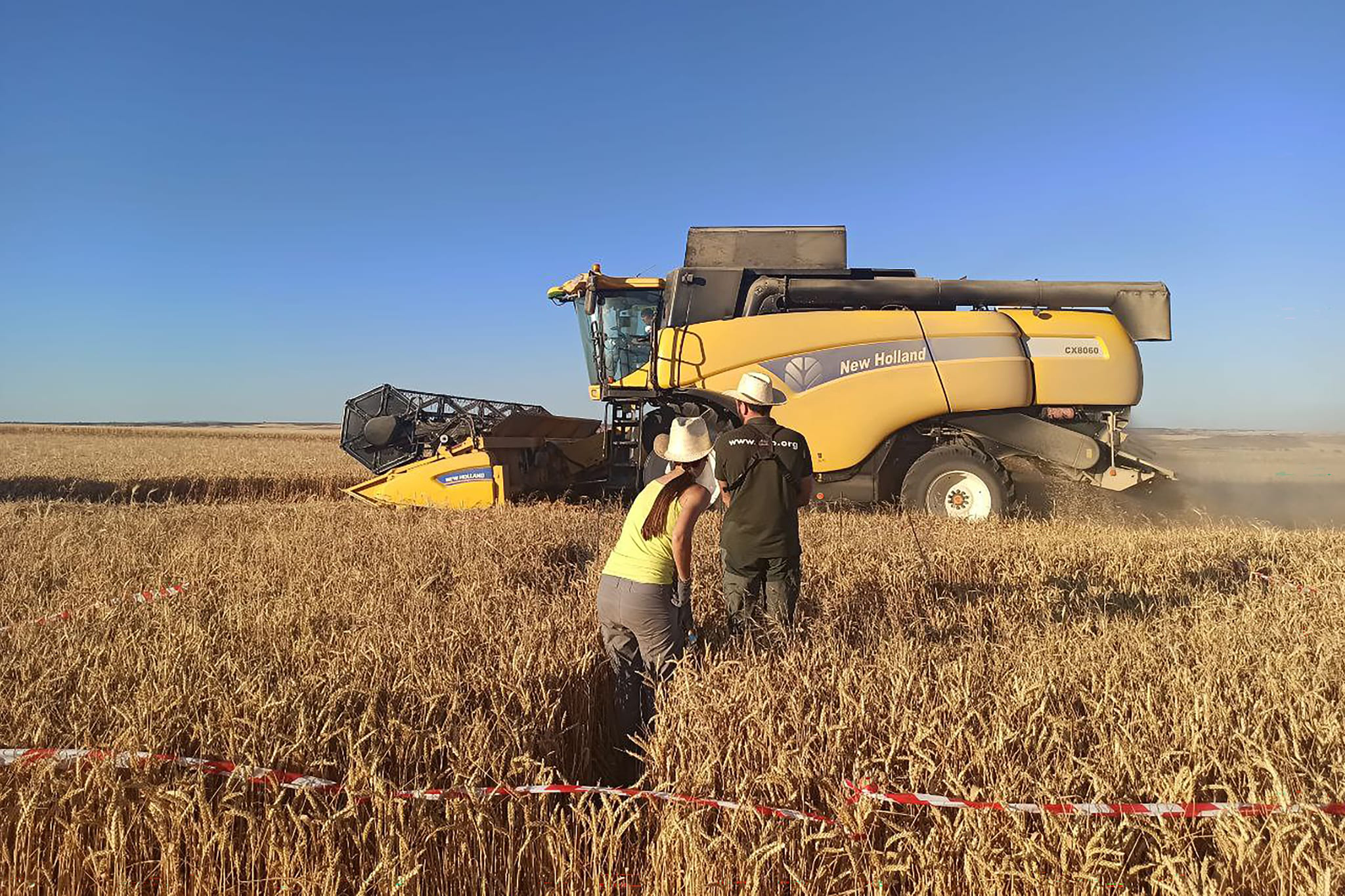 Dos voluntarios marcando con cinta un rodal alrededor de un nido para que la cosechadora no lo siegue (Foto: Jorge Remacha). Dos voluntarios marcando con cinta un rodal alrededor de un nido para que la cosechadora no lo siegue (Foto: Jorge Remacha).