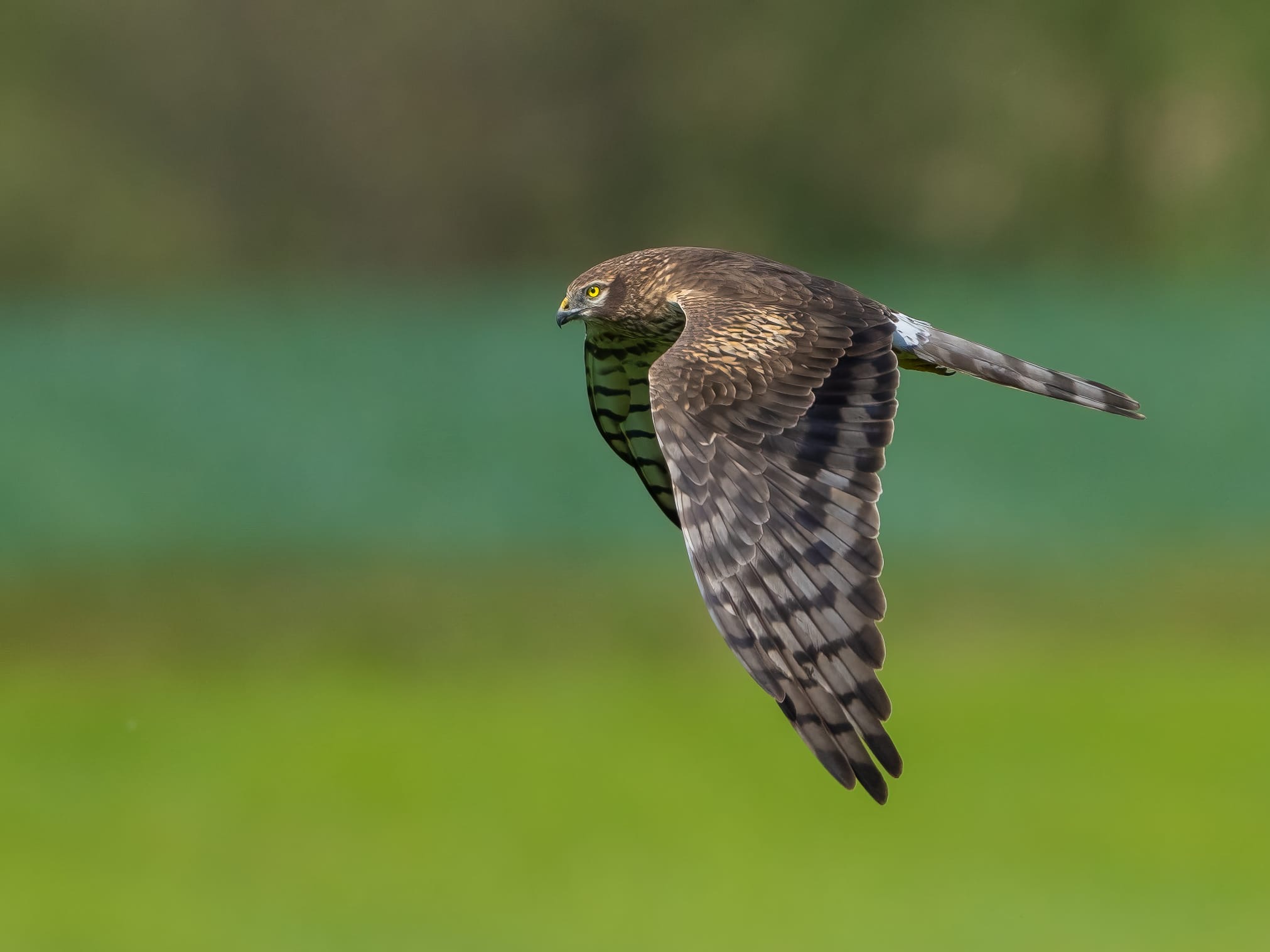 Aguilucho cenizo hembra (Foto: Jorge Remacha). Aguilucho cenizo hembra (Foto: Jorge Remacha).