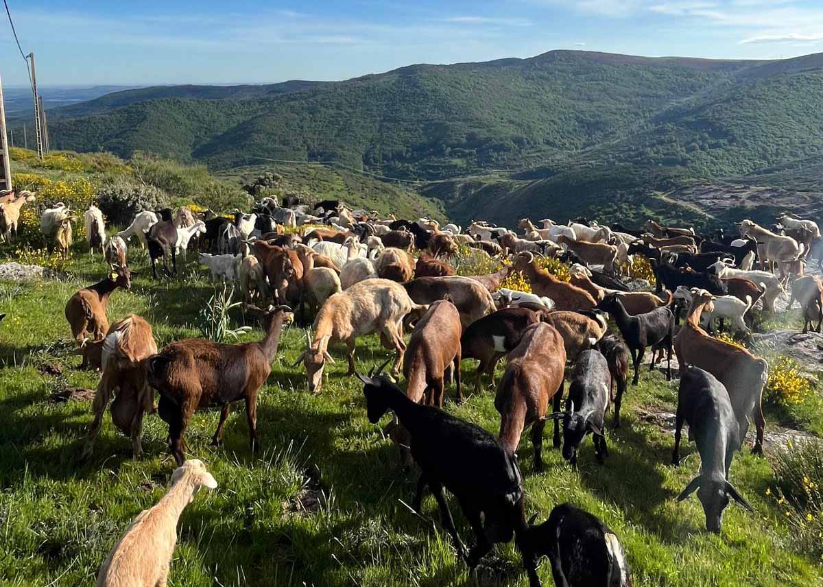 Cerca de 400 cabras, parte llegadas de la provincia de Ávila, desbrozan de modo natural el monte de Brañosera (Palencia)