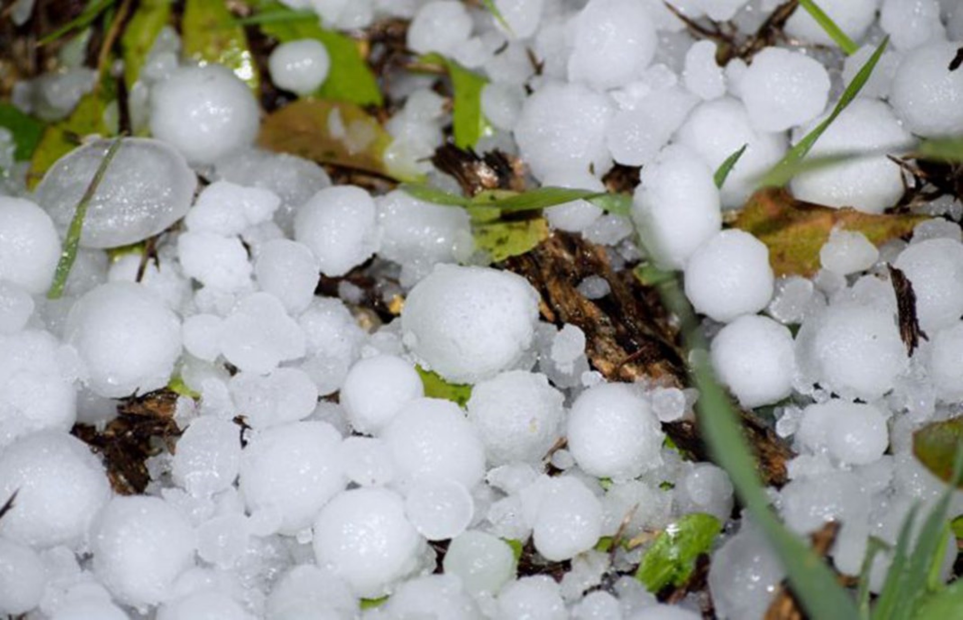 El granizo ha estropeado parte de los cultivos de cereales en Segovia.
