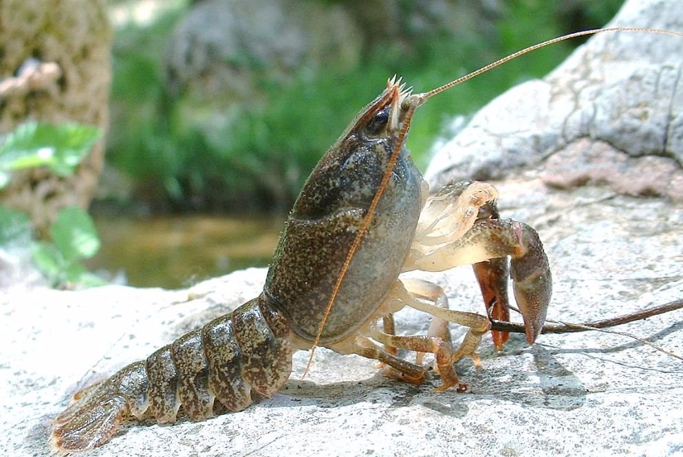 Cangrejo de río autóctono.