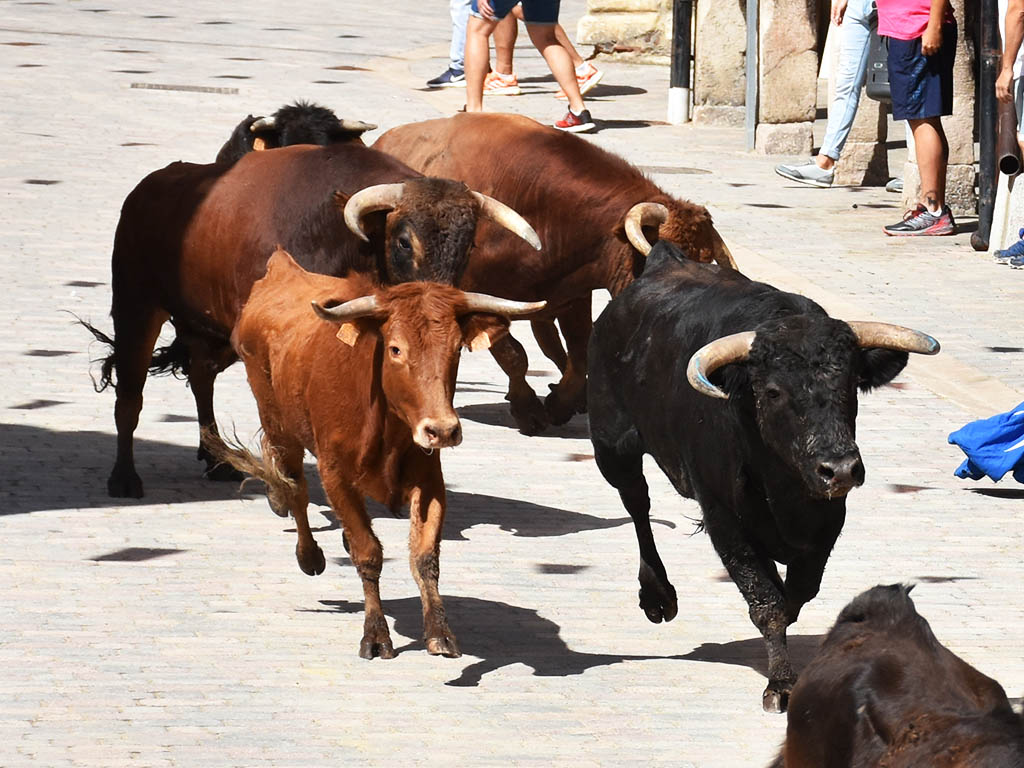 Encierro de novillos y vaquillas. / A.M.