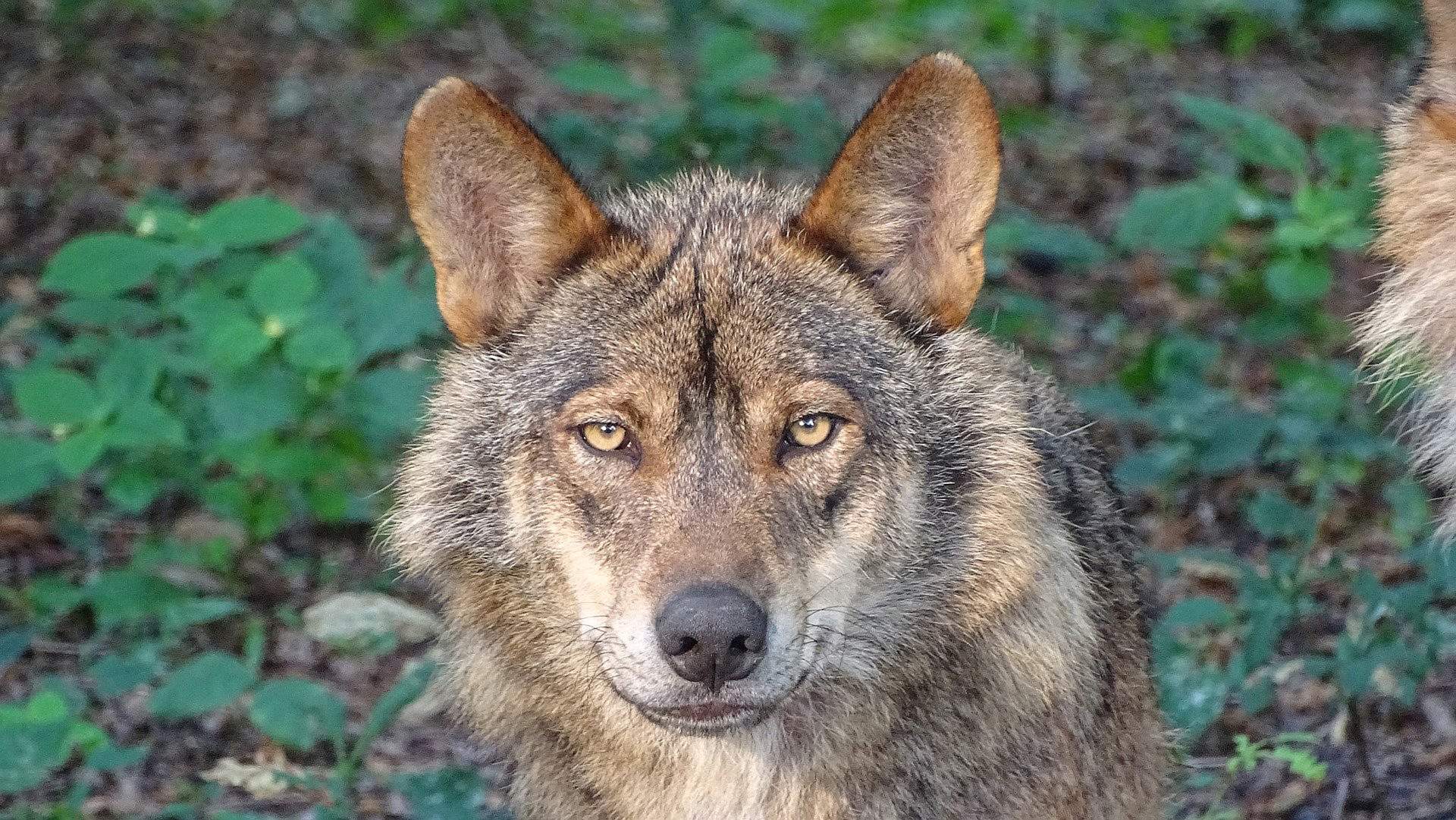 Los ataques de lobo provocan grandes pérdidas a los ganaderos. (FOTO: PACMA)