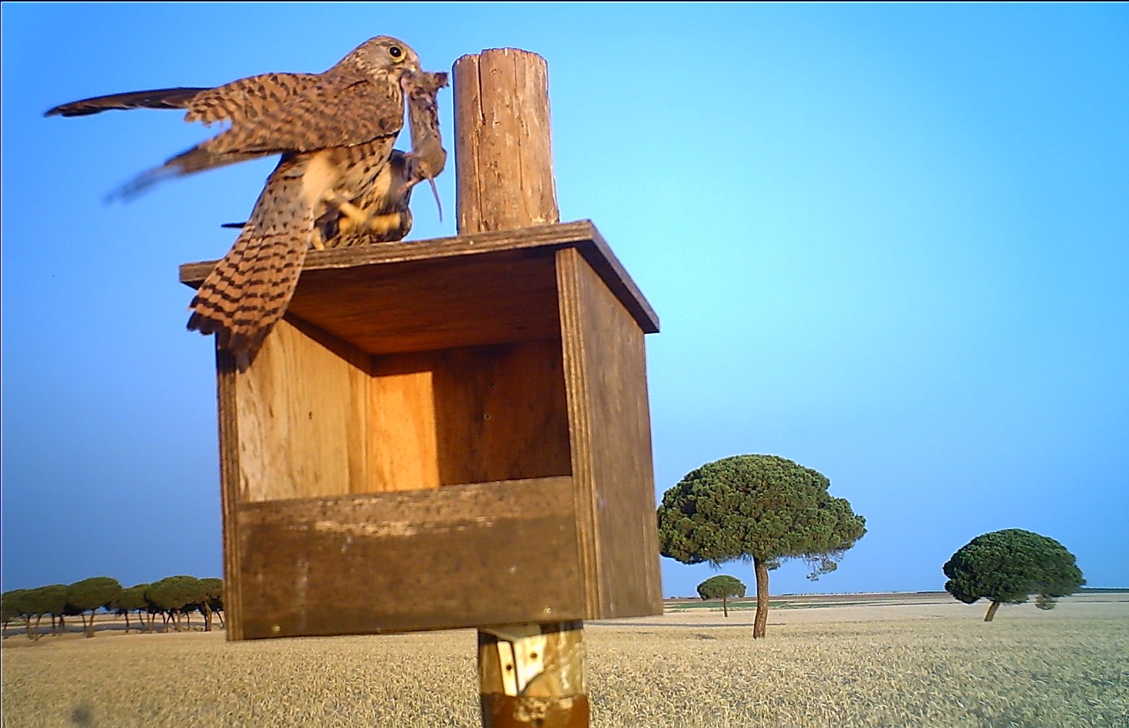 Las rapaces son depredadores naturales del topillo