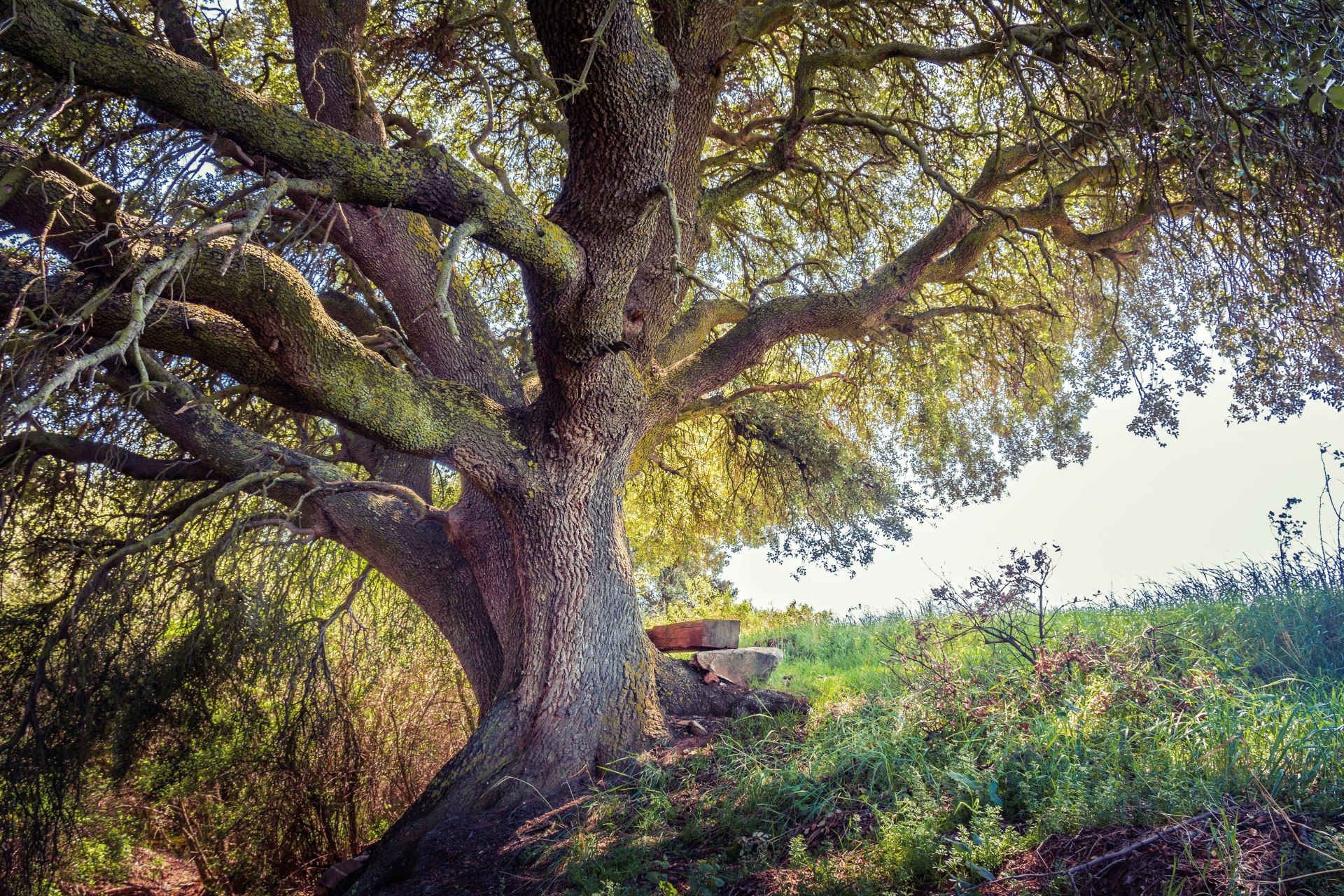 La Encinota. La Encinota.