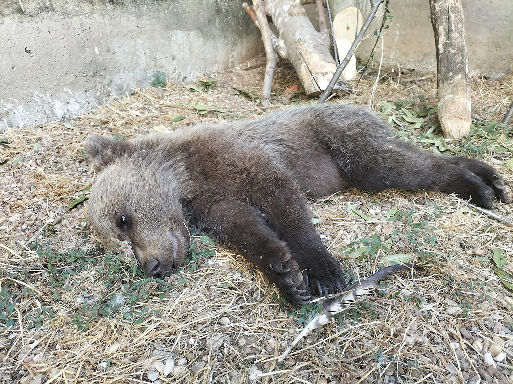 El osezno localizado con las extremidades abrasadas en Barniedo de la Reina, León, sigue satisfactoriamente el proceso de recuperación