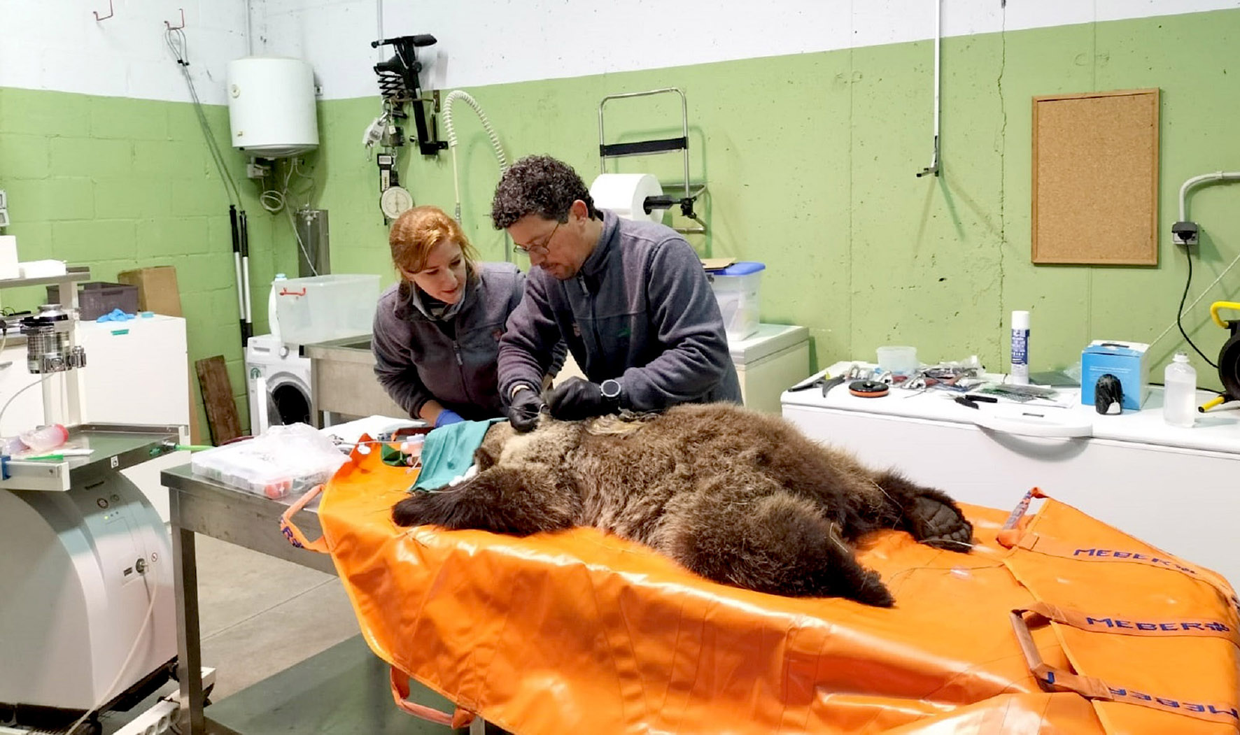 El equipo del servicio Veterinario de la Junta atiende al osezno hallado en mayo en montes del municipio berciano de Igüeña (León)