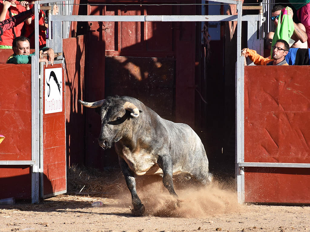 Astado de Saltillo lidiado en Ayllón. / A.M.
