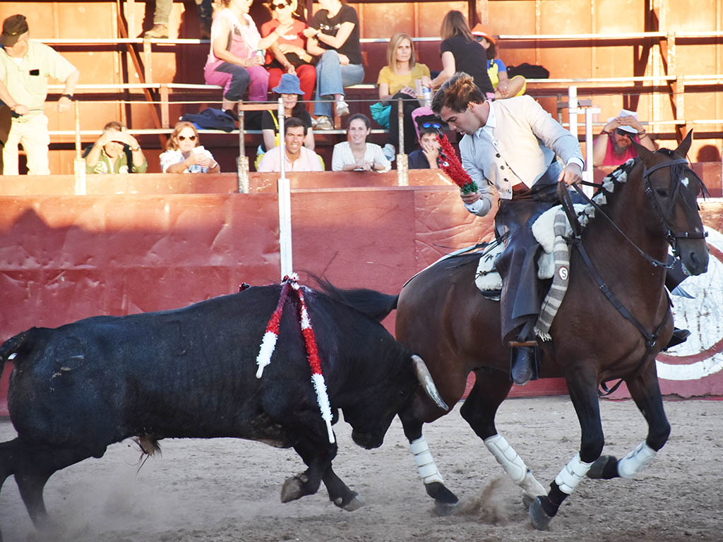 Sebastián Fernández, con el último novillo de Saltillo en Ayllón. / A.M.