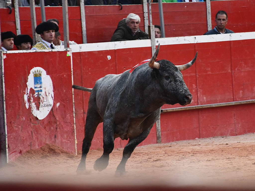 Toro de José Escolar, lidiado en Riaza. / A.M.