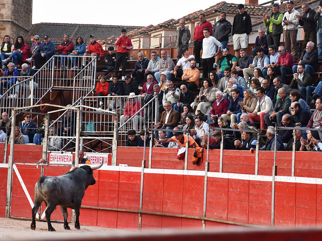 El toro de José Escolar se coloca frente a su ganadero, presente en el tendido de la plaza de Riaza. / A.M.