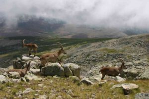 La Comunidad cuenta con 22 patrimonios naturales en su territorio 2 Parque regional de la Sierra de Gredos. / JCYL