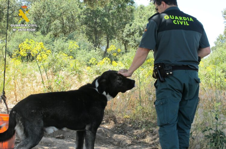 Investigado en Ortigosa del Monte por dejar morir a su perro por falta de cuidados 1 ortigosa