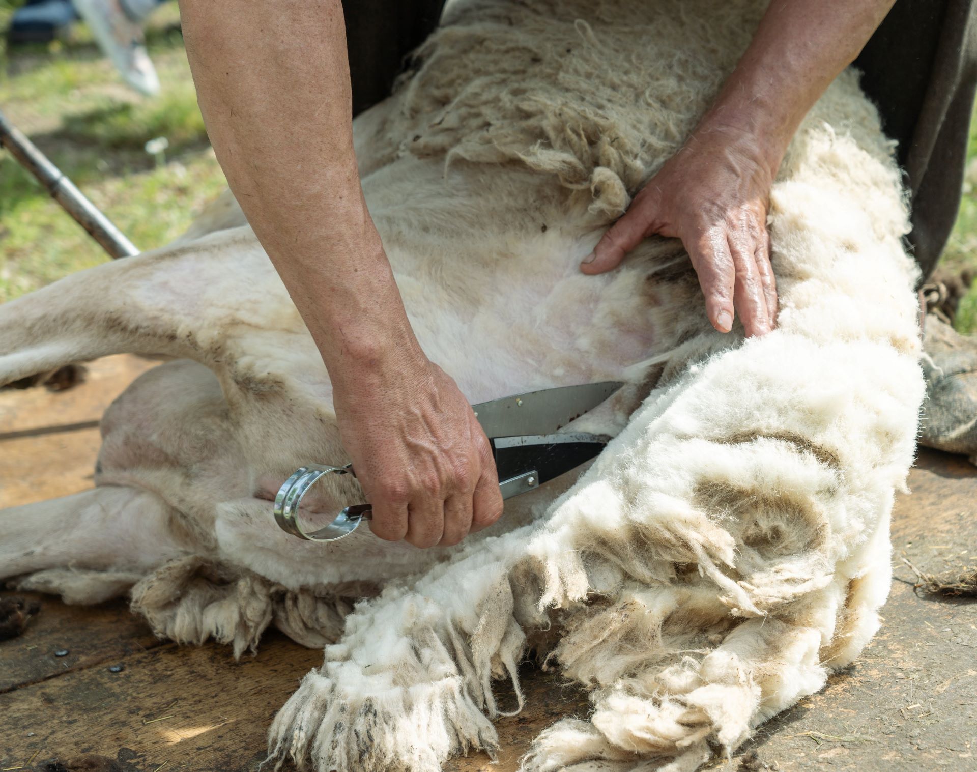 Recuperar el arraigo pastoril y lanar 4 web 3 1