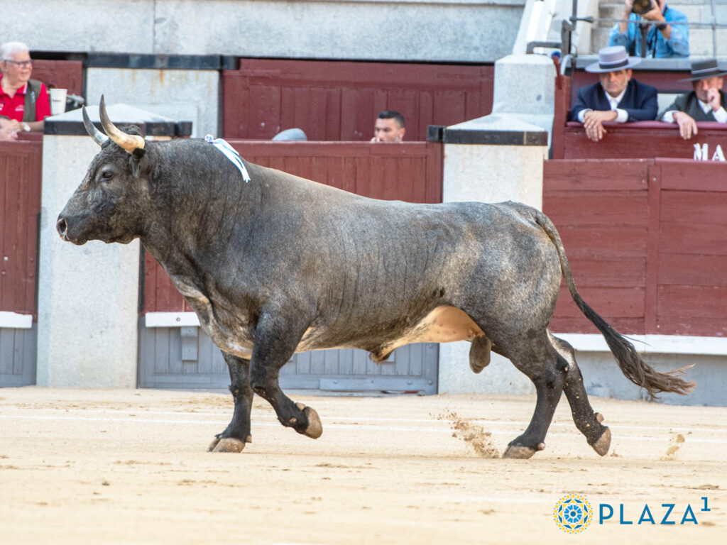 Toro de Saltillo, lidiado en Las Ventas durante un desafío ganadero. / PLAZA 1