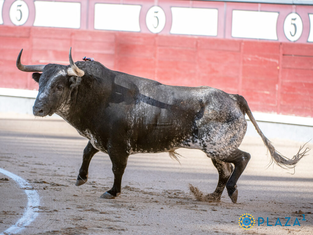Toro de Concha y Sierra, lidiado en una corrida concurso. / PLAZA 1