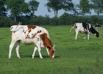 La Junta apuesta por la mejora de las condiciones de las ganaderas 4 Vacas pastando en una explotación de ganadería extensiva en Castilla y León./ UNIÓN DE UNIONES