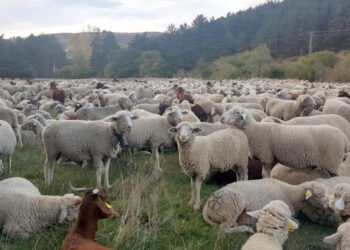 La vacunación contra la lengua azul en las comarcas cercanas a Portugal será voluntaria 13 Un rebaño de ovejas en El Espinar./ E.A.