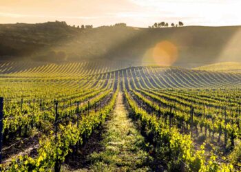 Viñedo de Pago de Carraovejas./ E.A.