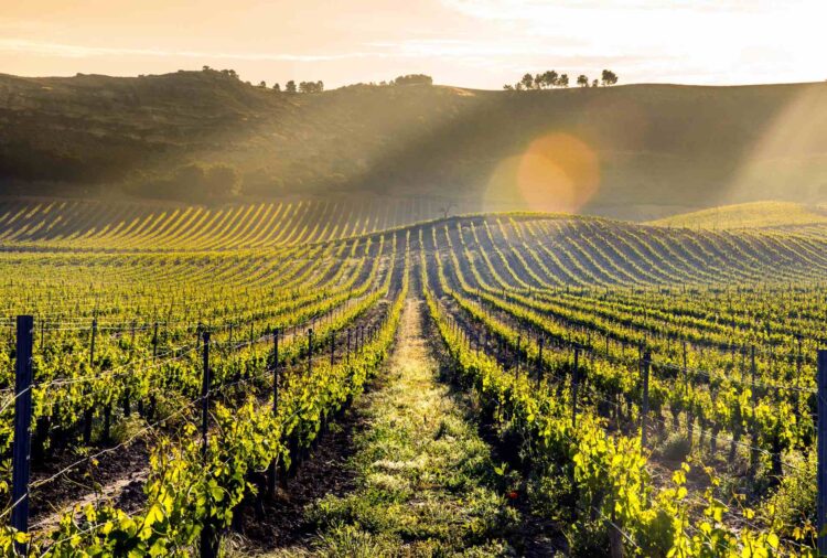 Viñedo de Pago de Carraovejas./ E.A.