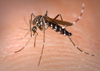 Imagen del mosquito tigre (FOTO: JAMES GATHANY/CDC)