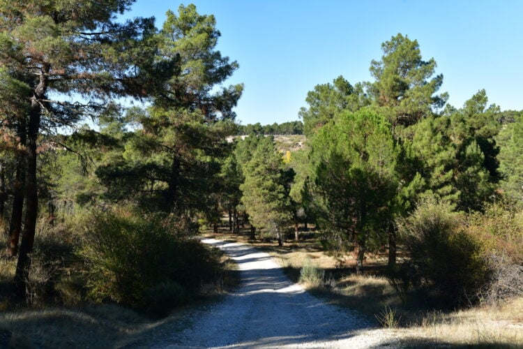 Anut organiza una ruta canina en Navas de Oro que incluye una actividad arqueológica 1 Ruta por la Peña del Moro / E.A.
