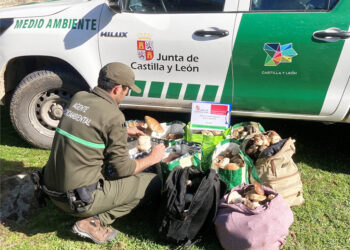 Boletus decomisados por agentes medioambientales. / JCYL
