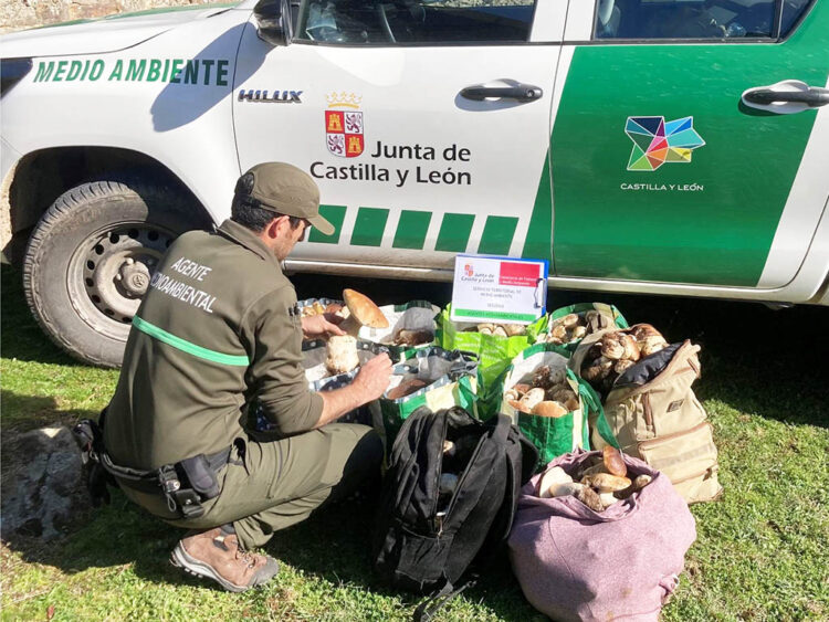 Decomisados más de 90 kilos de boletus en controles micológicos en la provincia 1 Boletus decomisados por agentes medioambientales. / JCYL