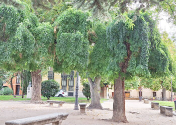 Sófora en la plaza de la Merced. / CONCHITA DP