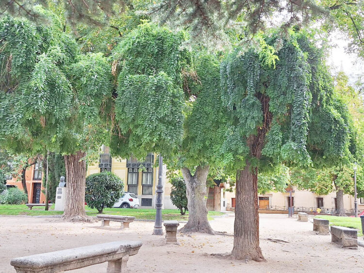 Una sófora de 75 años de la plaza de La Merced, candidata a 'Árbol del año' 1 Sófora en la plaza de la Merced. / CONCHITA DP