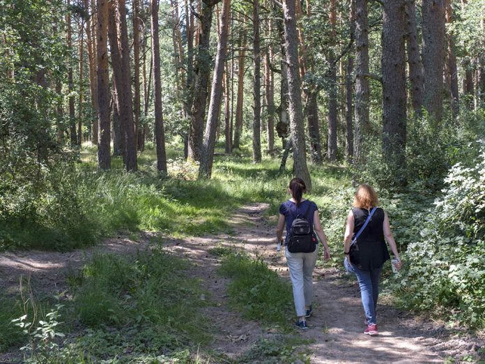 Comienza la temporada de setas en la provincia con buenas previsiones 3 Montes de Valsaín