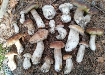 Los boletus son algunas de las setas más buscadas.