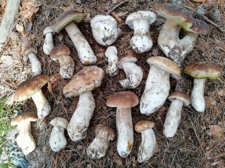 Los boletus son algunas de las setas más buscadas.