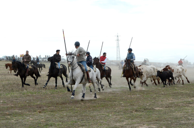 Las dos vacas que corrieron el encierro protagonizaron momentos de peligro / AMADOR MARUGÁN