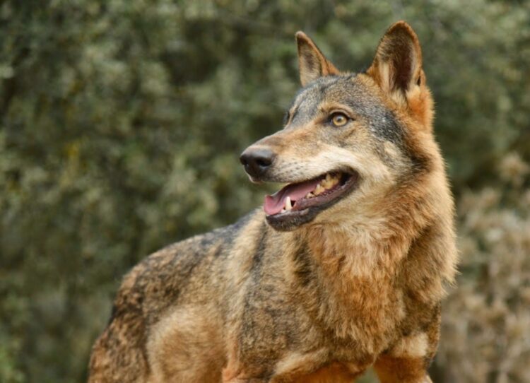 La cuarta parte de los lobos ibéricos censados en Castilla y León entre 2022y 2023 son población flotante.