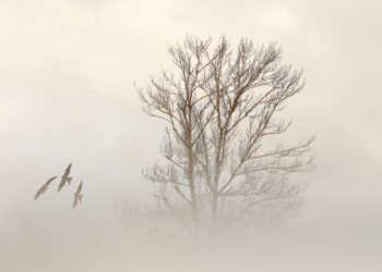 La fotografía premiada de Alfredo López.