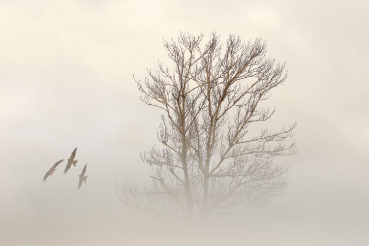 La fotografía premiada de Alfredo López.