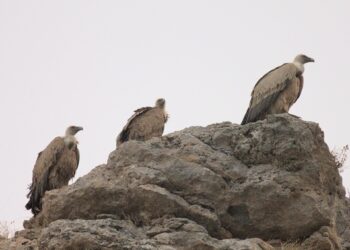 El buitre leonado es la especie principal del estudio del Refugio de Rapaces de Montejo (FOTO: CARLOS CANO-BARBACIL)